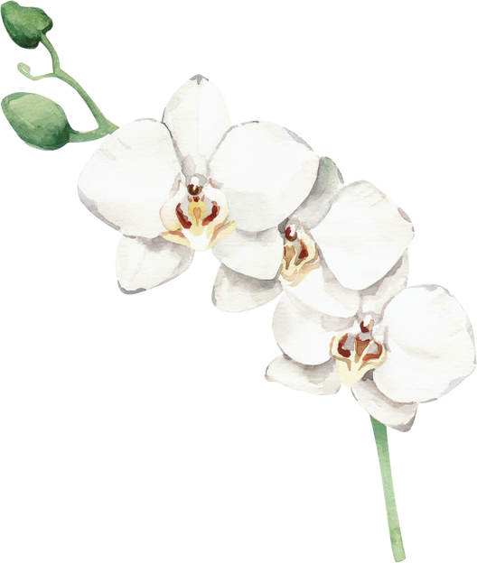 Watercolor Illustration Floral Element Orchid Phalaenopsis